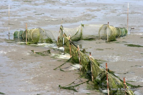 Nu minister Verburg van LNV bekend heeft gemaakt dat er in september, oktober en november een landelijk verbod is op de palingvisserij worden hier ook zowel de fuikenvissers op het binnenwater als op de Waddenzee hierdoor gedupeerd.  Met deze maatregel hoopt men de drastisch teruggelopen palingstand weer wat op peil te brengen. 