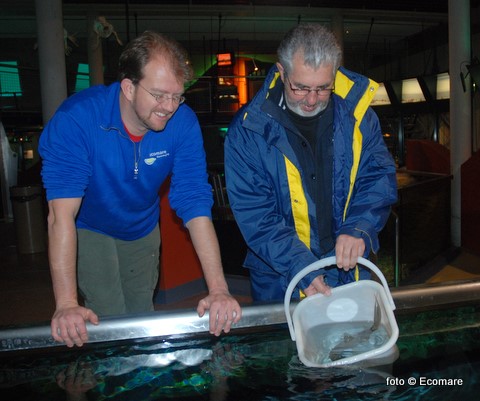 Door de schipper Johan Hutjes van de TX 35 Zeester werd maandag zijn op de Waddenzee gevangen trekkersvis losgelaten in één van de aquaria van Ecomare. 