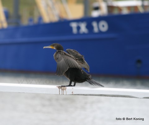 Begin 2010 vertrok de Texelse vissersvloot weer vol goede moed voor de eerste week naar zee. Deze aalscholver hoopt ook weer op een goeie vangst in- of rond de haven van Oudeschild.