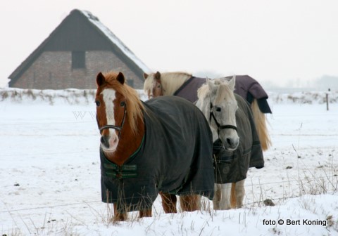 Niet alleen voor de vogels was de afgelopen vorstperiode een moeilijke tijd. Ook deze paarden op het Hoge Berggebied nabij Oudeschild moesten de kou trotseren. Voorzien van een warme deken waren ze in afwachting op de dagelijkse voedertijd.  