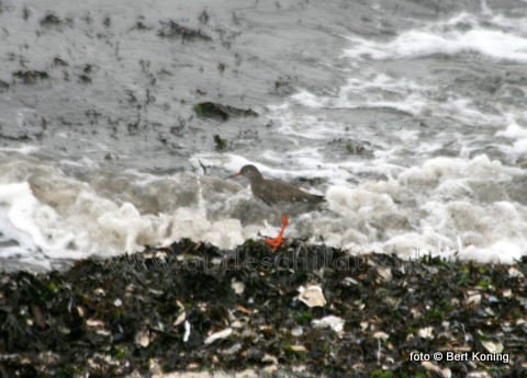 Deze talrijke weidevogel, met zijn herkenbare oranje poten en snavel, zoekt hier zijn voedsel bij elkander langs de branding van de winterse Waddenzee.