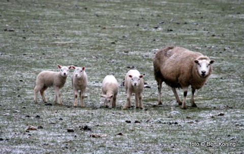 Ondanks de winterkou lopen de eerste lammetjes op het Hoge Bergebied nabij Oudeschild al weer buiten op het land bij de familie Witte van boerderij Rozenhout. 