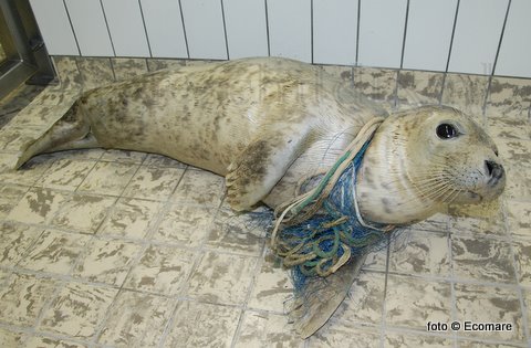 Zondagavond werd op het Texelse strand bij Paal 12 een jonge grijze zeehond verstrikt in een visnet aangetroffen. Het net rond haar nek had een grote, diepe wond veroorzaakt. Waarmee de Ecomare-medewerkers uren bezig zijn geweest om dit te verwijderen. Hoewel dit goed lukte blijft het de vraag als de zeehond het gaat halen. Mede omdat (de vernoemde) 'Larska' ook een fikse onsteking aan de achterflipper heeft. 