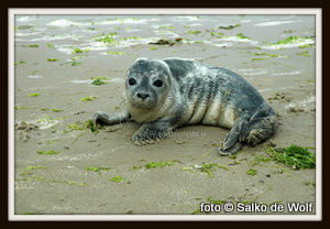 zeehonden-op-strand-klein