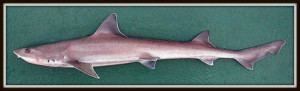 mustelus-mustelus gladde haai