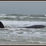20210107-Vlieland-potvis-v-credits-SOS-Dolfijn